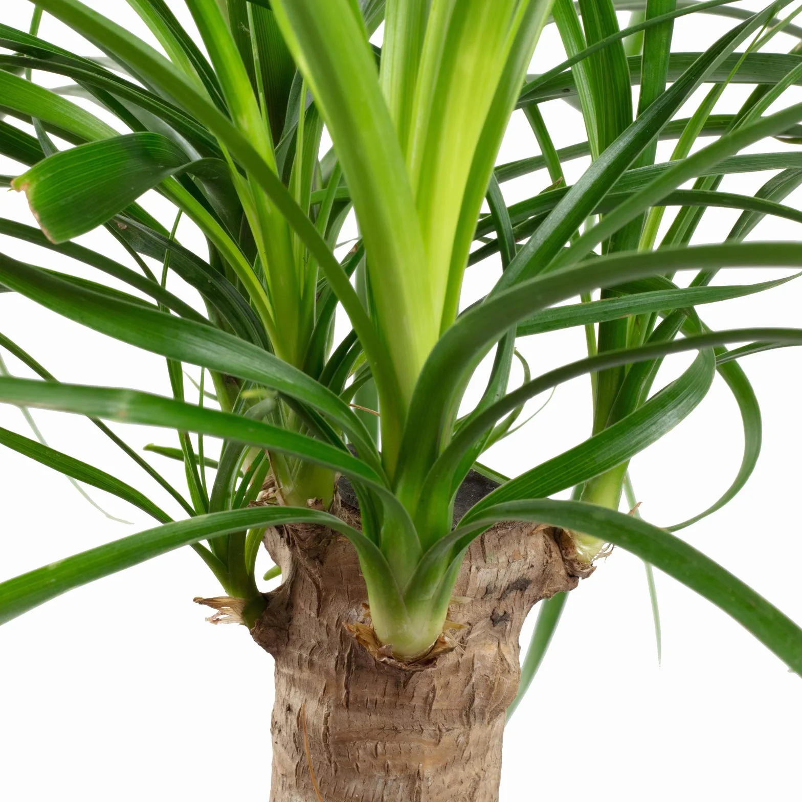 Beaucarnea 1 tronco planta interior fácil cuidar altura 40 cm maceta 14 cm
