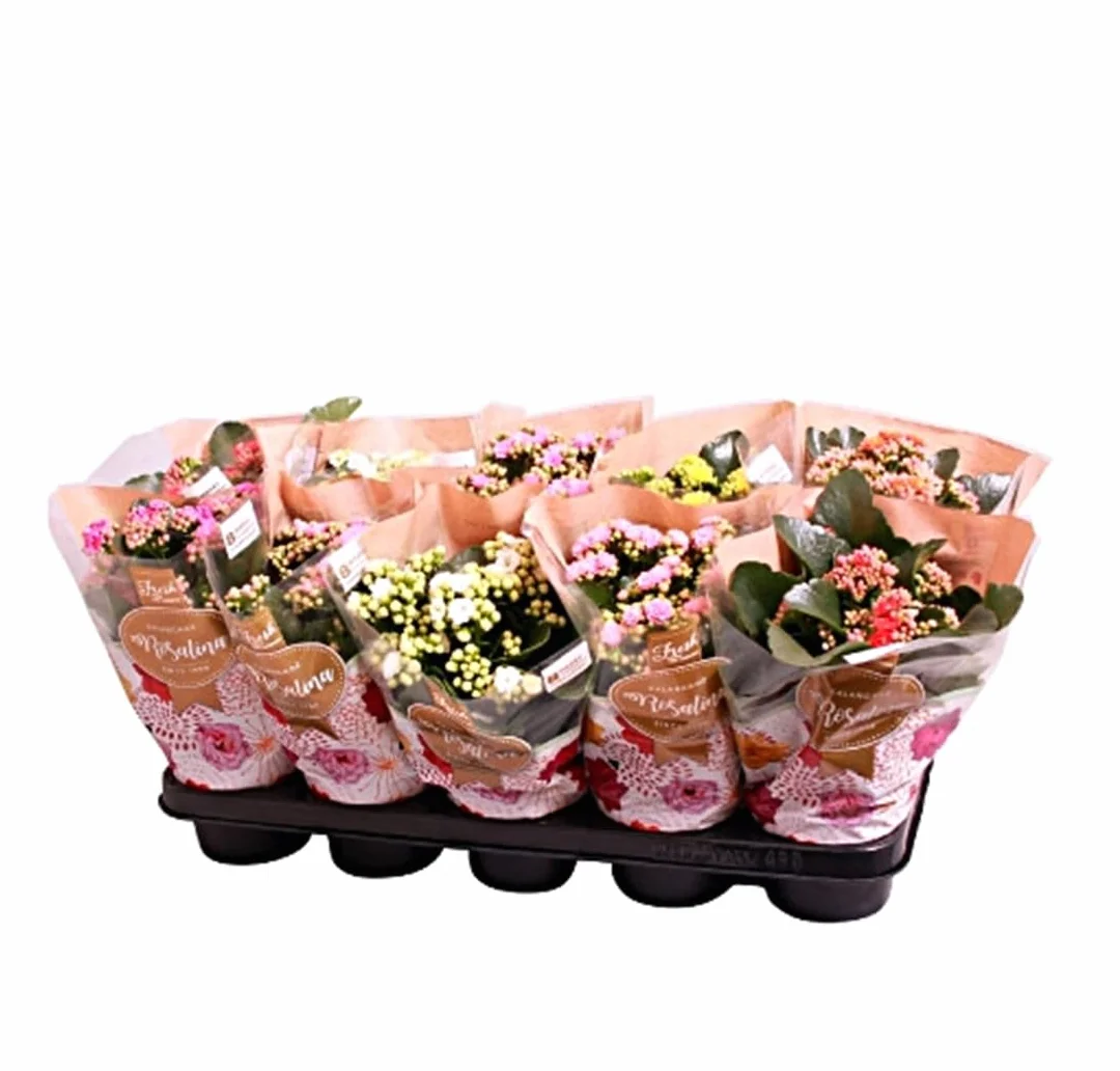 Kalanchoe Calandiva 12 Plantas natural Segura Garden