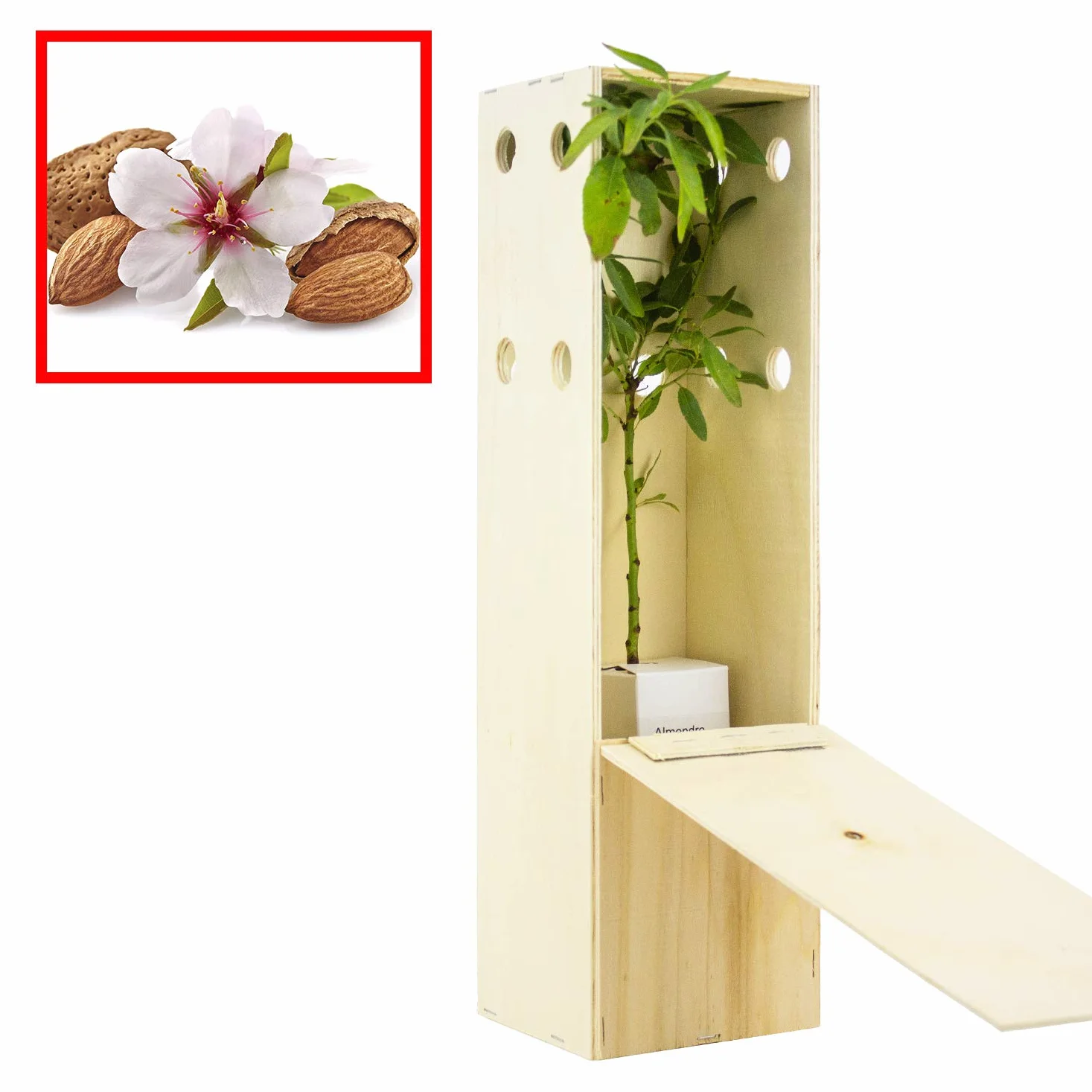 ALMENDRO Arbolito de Pequeño Tamaño en Caja de Madera Alveolo Forestal 1 unidad