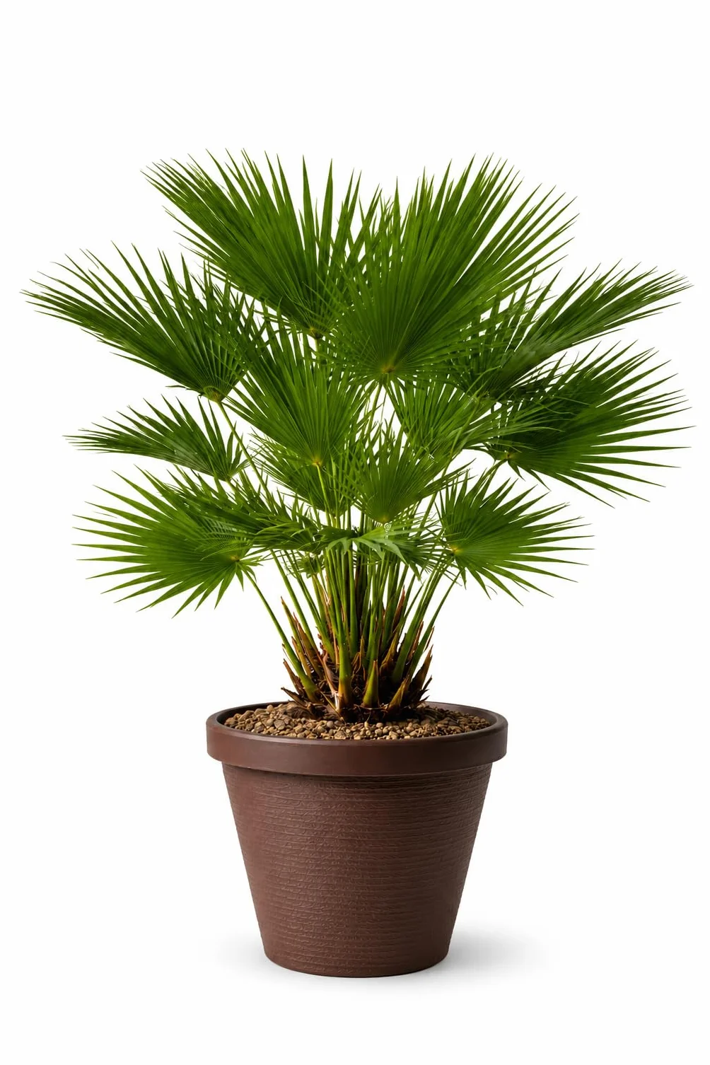 Chamaerops Humilis Palmito Palmera Enana 65-80 cm Maceta Gratis Planta Natural Resistente Interior Exterior Fácil Cuidado Ornamental Mediterránea