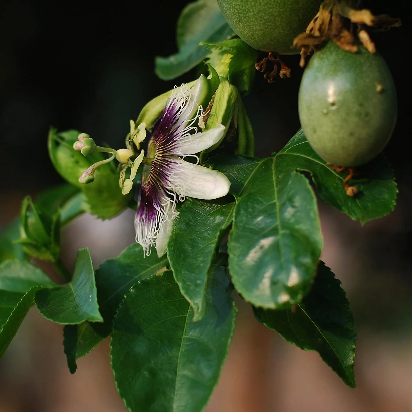Semillas De Maracuyá 100Pcs Passiflora Caerulea Para Plantar