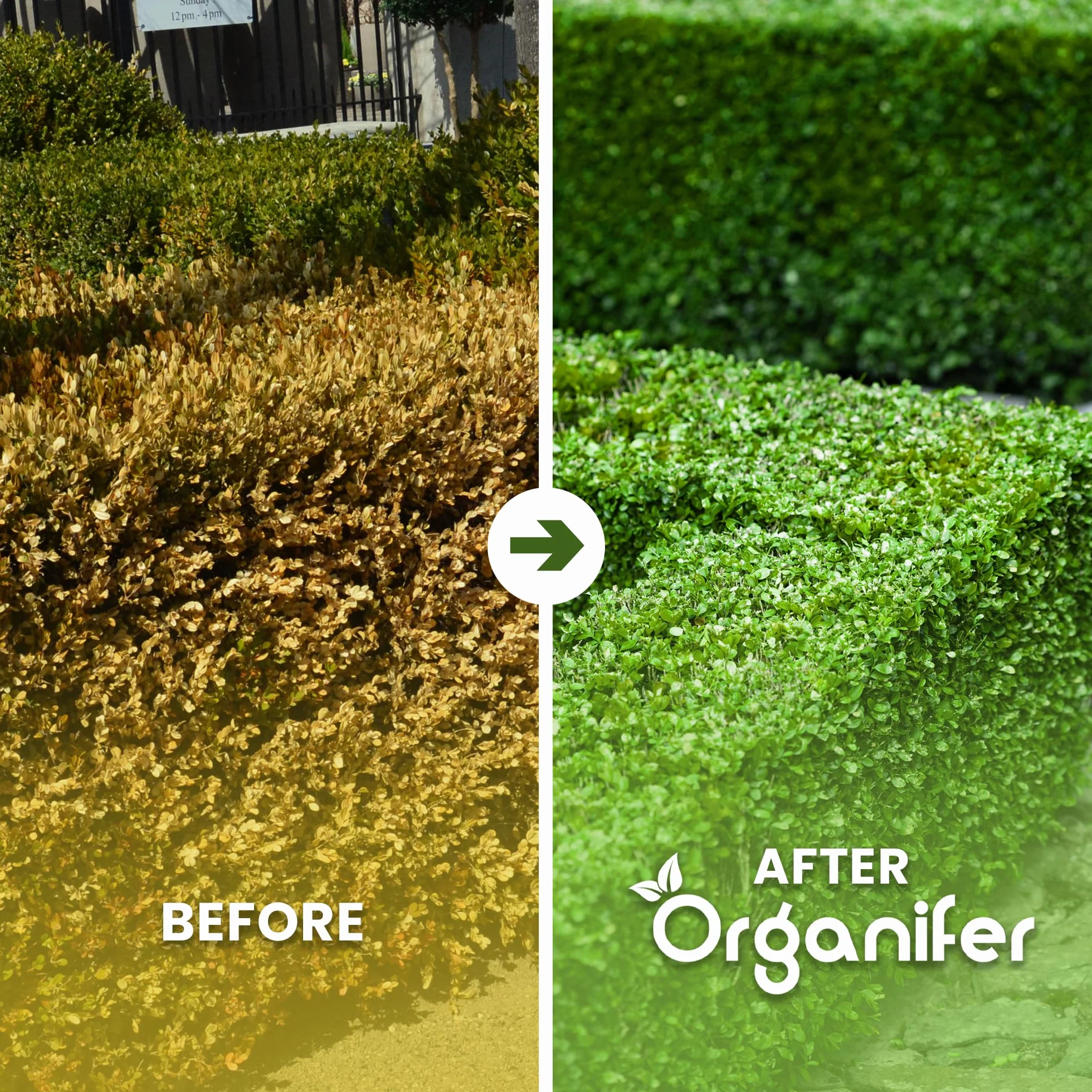 Organifer Buxus Vital 250 ml Concentrado Fertilizante para Setos Resistente