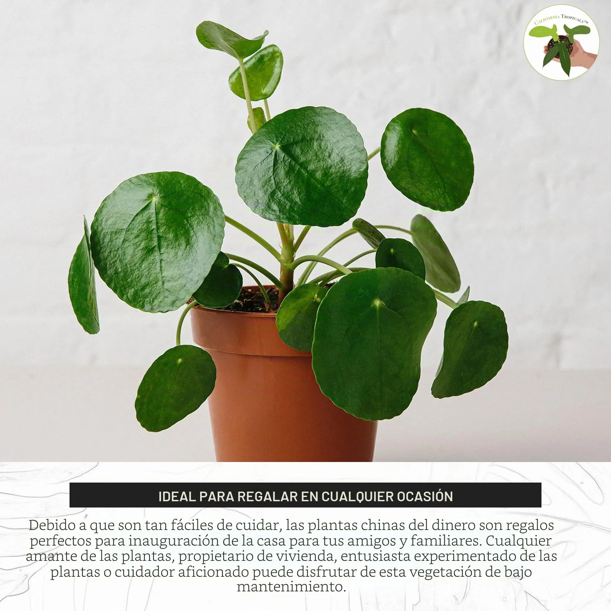 Pilea Peperomioides Planta China del Dinero Rara - Planta Viva de Interior Maceta 10cm
