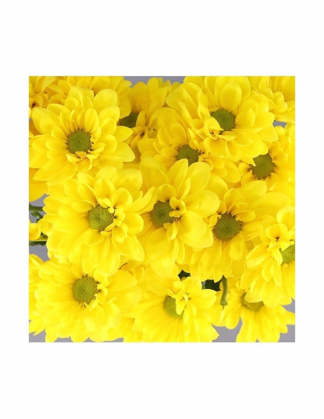 Margarita Crisantemo Flor Natural Ramo de 5 tallos 70cm Amarillo