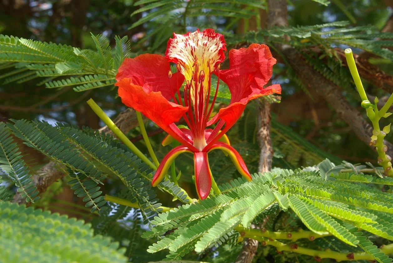 Nasiona Flamboyán Czerwony - Delonix Regia 25 sztuk