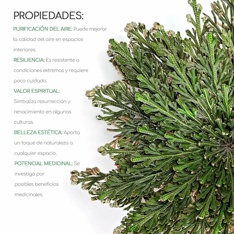 Rosa de Jericó Grande 3-4 Pulgadas, Planta Mística de Resurrección para Decoración y Meditación