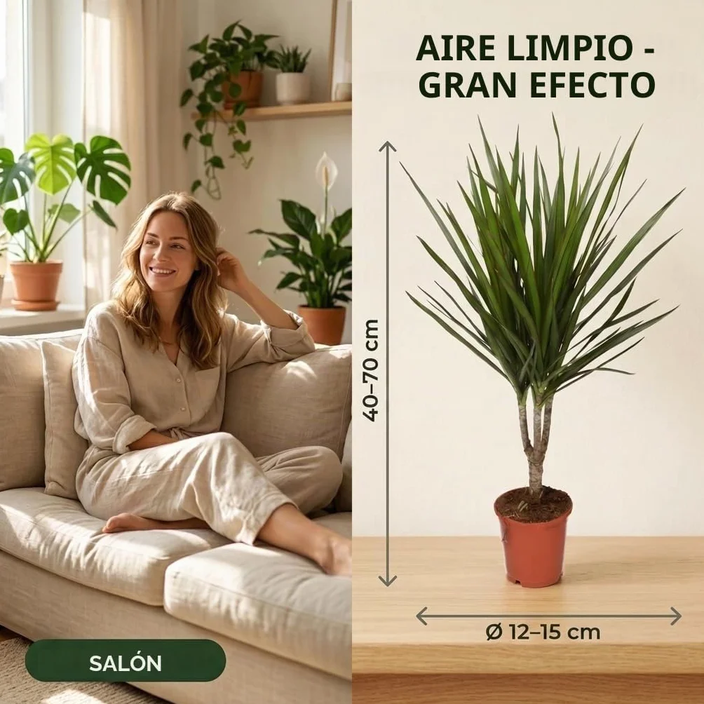 Monstera Dieffenbachia Spathiphyllum Areca Plantas Purificadoras de Aire 40-45 cm Maceta 12-15 cm
