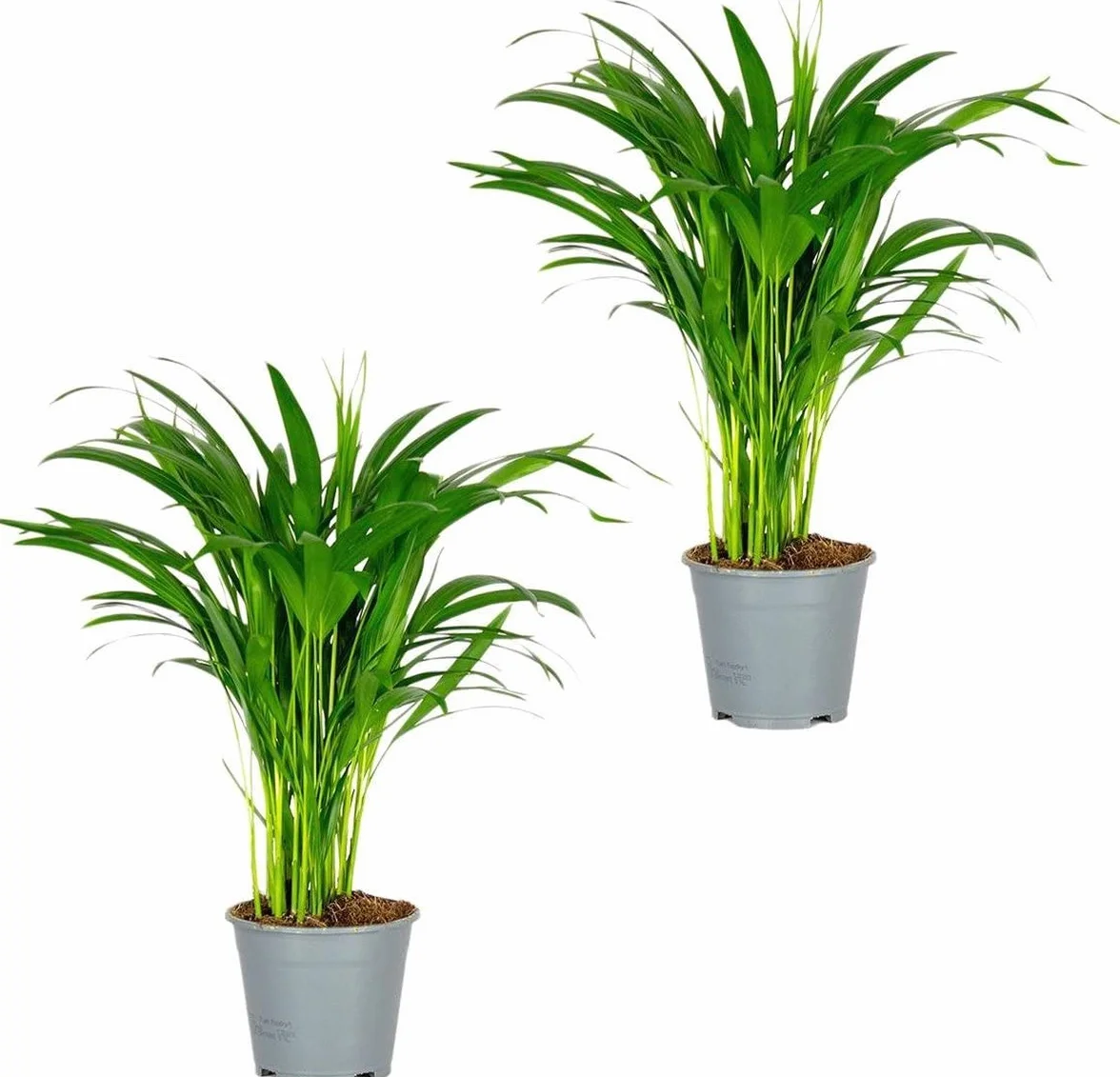 Dypsis Lutescens Pack de 2 Palmeras de Interior Naturales