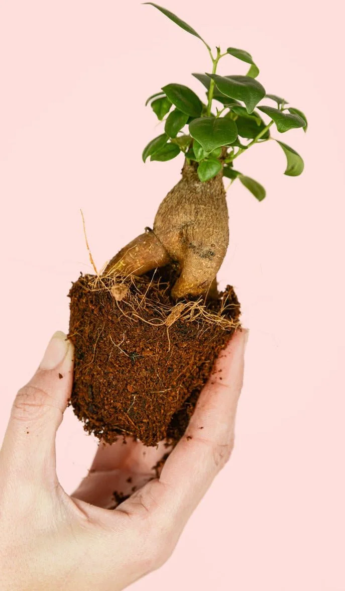 Ficus Microcarpa Mini Bonsái Natural Planta Tropical Maceta Ø6 cm