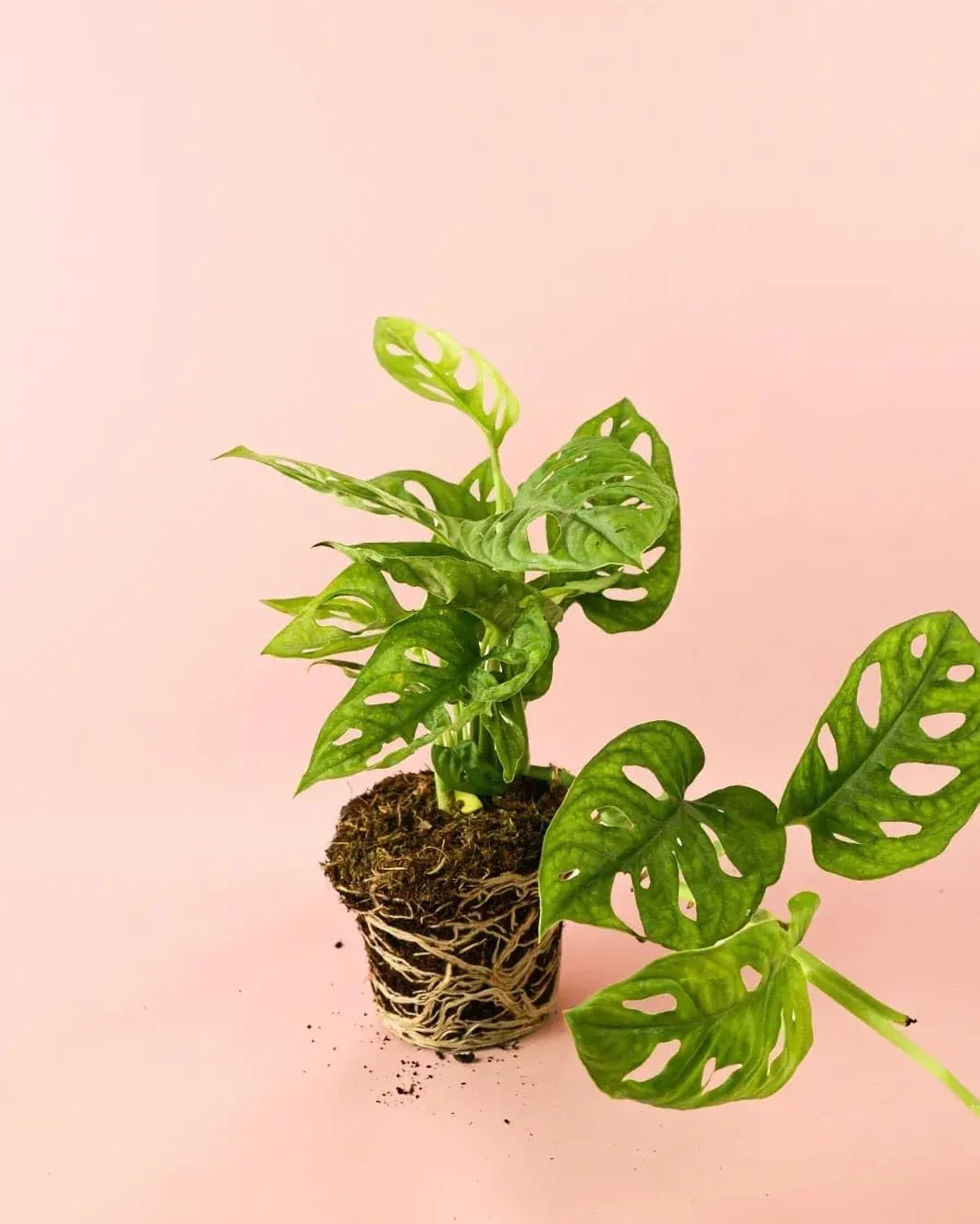 Monstera adansonii PUR PLANT Planta natural interior Maceta Ø12 cm Monkey Leaf
