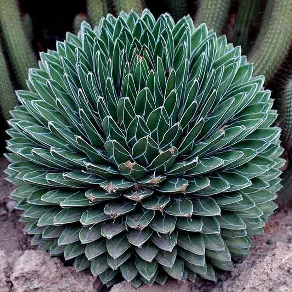 Agave Victoriae Reginae Compacta Compact Queen Victoria 5 fresh seeds