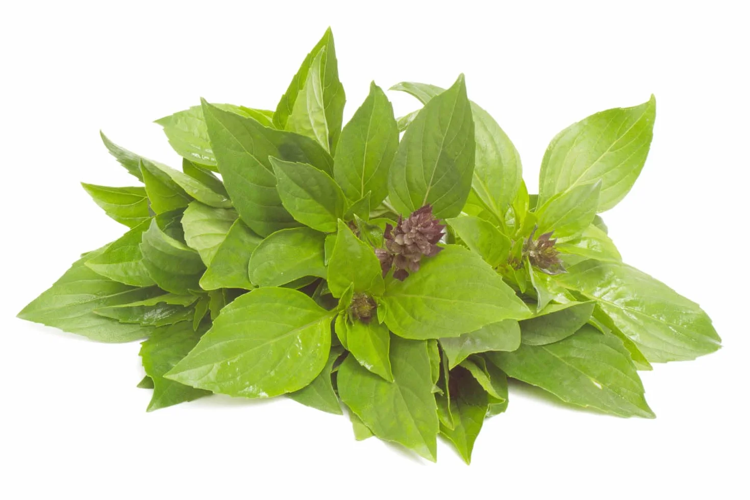 Semillas de Albahaca Tailandesa 100 Pcs Ocimum Basilicum Hierba Aromática para Cocina Asiática