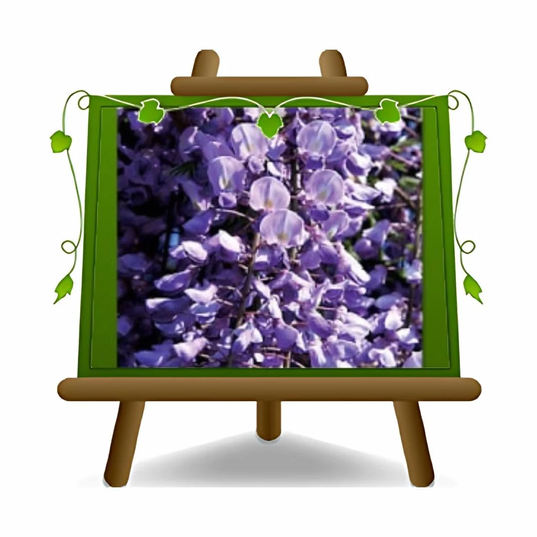 Wisteria Floribunda Ito Koku Riu Azul Violeta Oscuro - Roślina Pnąca w Doniczce 17, Wysokość 200cm