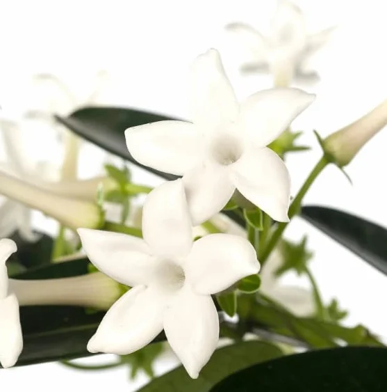 DECOALIVE Planta Jazmín Madagascar Flores de Interior