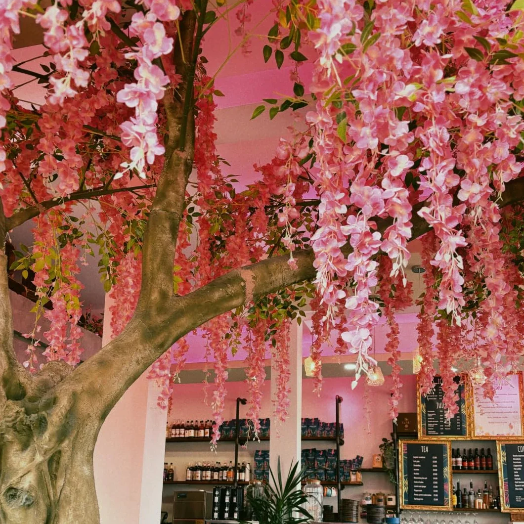 Wisteria Brakybotrys Showa Bienes Rosa Pastel - Pnącze w Doniczce 17, Wysokość 200cm