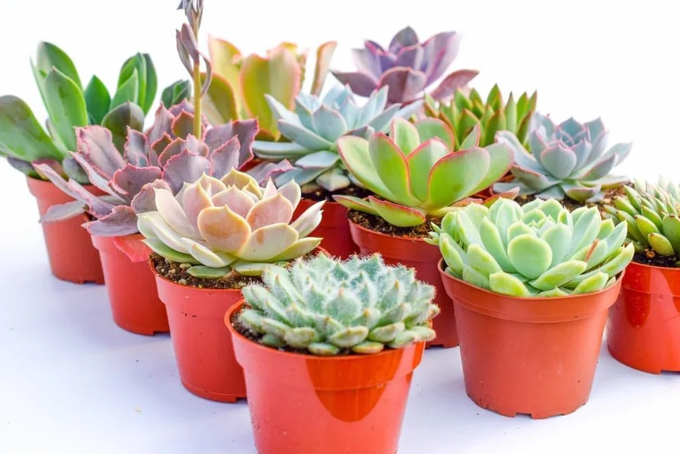 Suculentas Plantas Naturales Pack 10 para Decorar Hogar