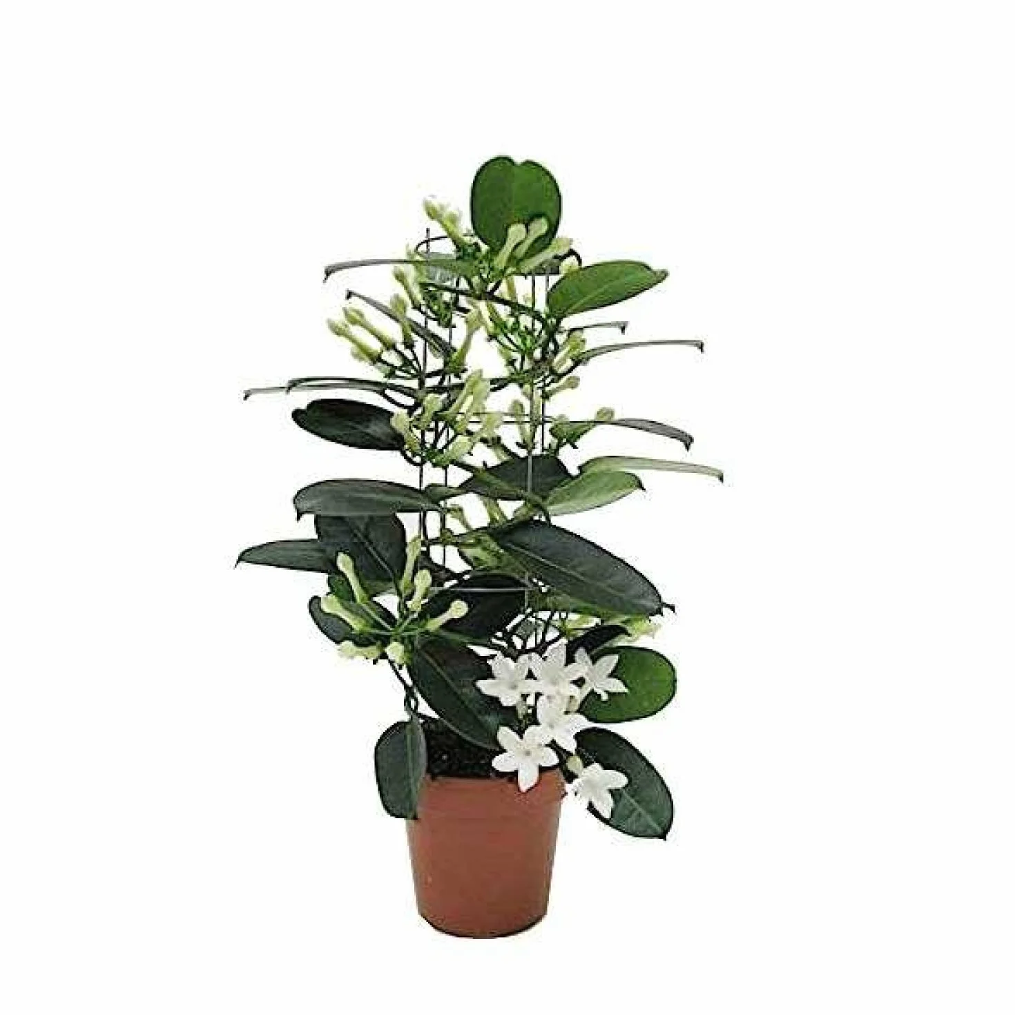 DECOALIVE Mini Planta Jazmín de Madagascar Árbol Natural Interior