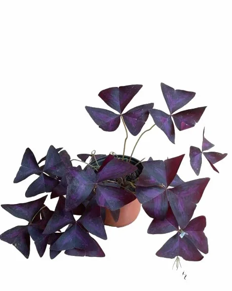 Oxalis Triangularis Trébol de la Suerte Planta de Exterior Color Púrpura
