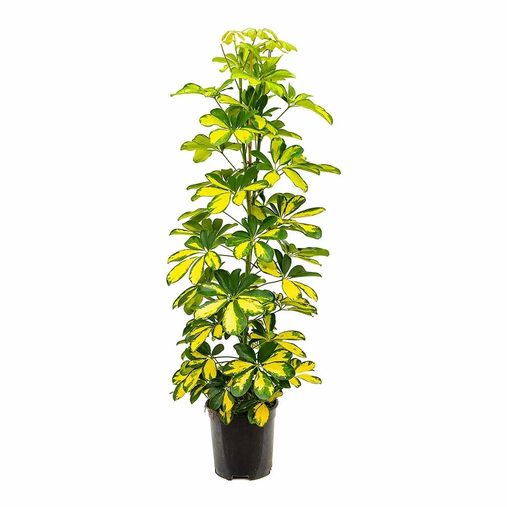 Planta Natural Viva Shefflera Gold Capella con Follaje Decorativo en Maceta De 17 Cm