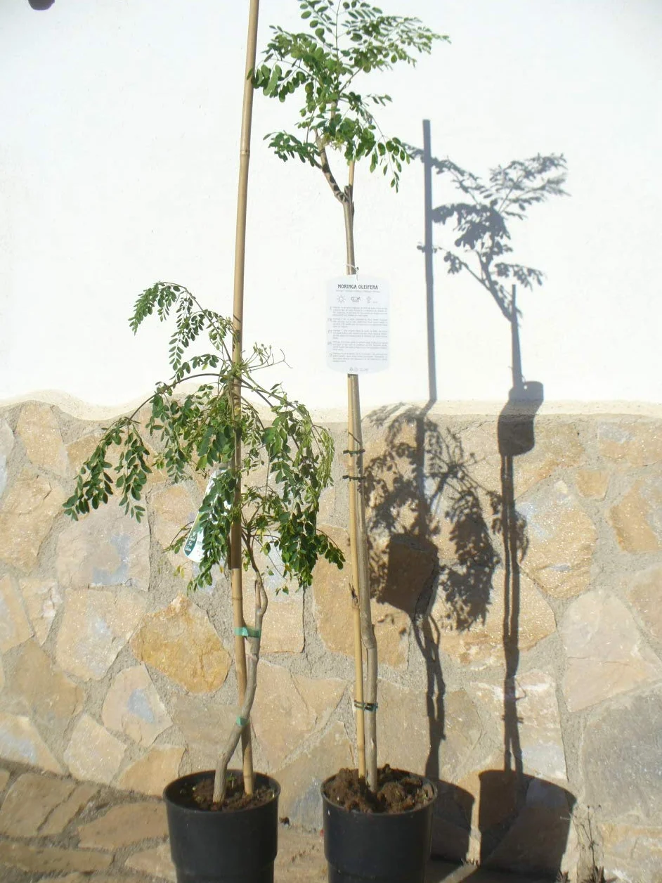Moringa oleifera Árbol de rábano de mar 1 árbol joven 85-130 cm