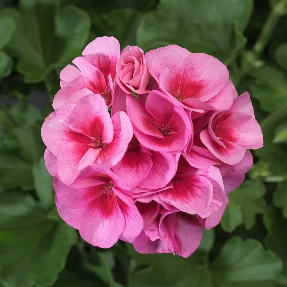 Verdecora Pack 6 Geranios Zonal Maceta Ø13cm 30-35cm Planta Natural Exterior