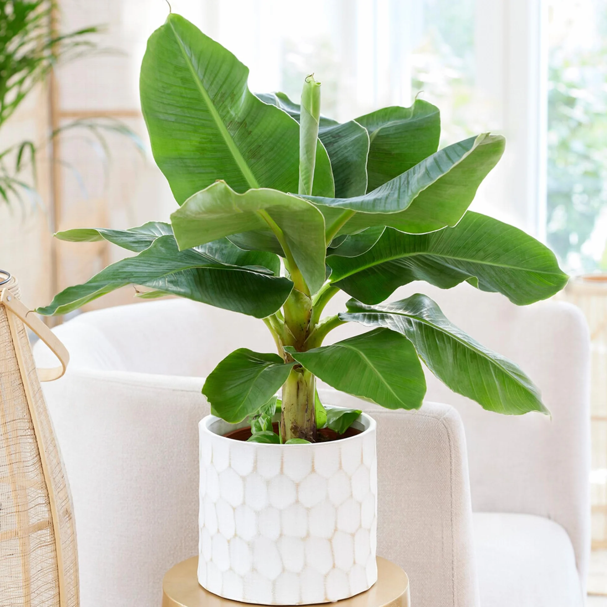 Musa Basjoo Árbol de plátano resistente para jardín maceta 12cm