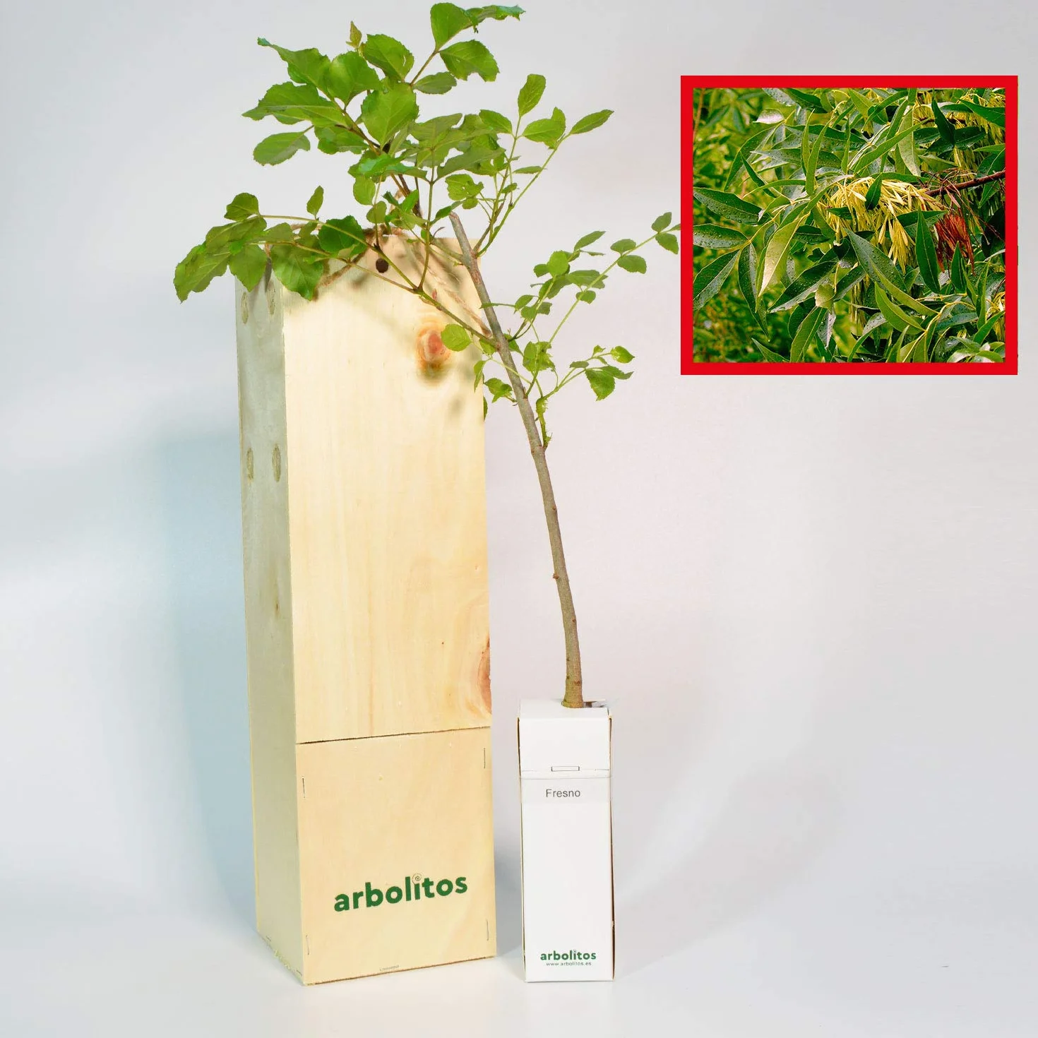 FRESNO alveolo forestal en caja de madera arbolito regalo