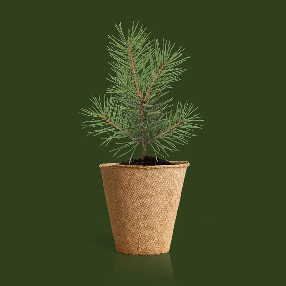 Kit Árbol de Navidad Cultiva tu Propio Árbol Navideño en Casa Regalo Natural Original