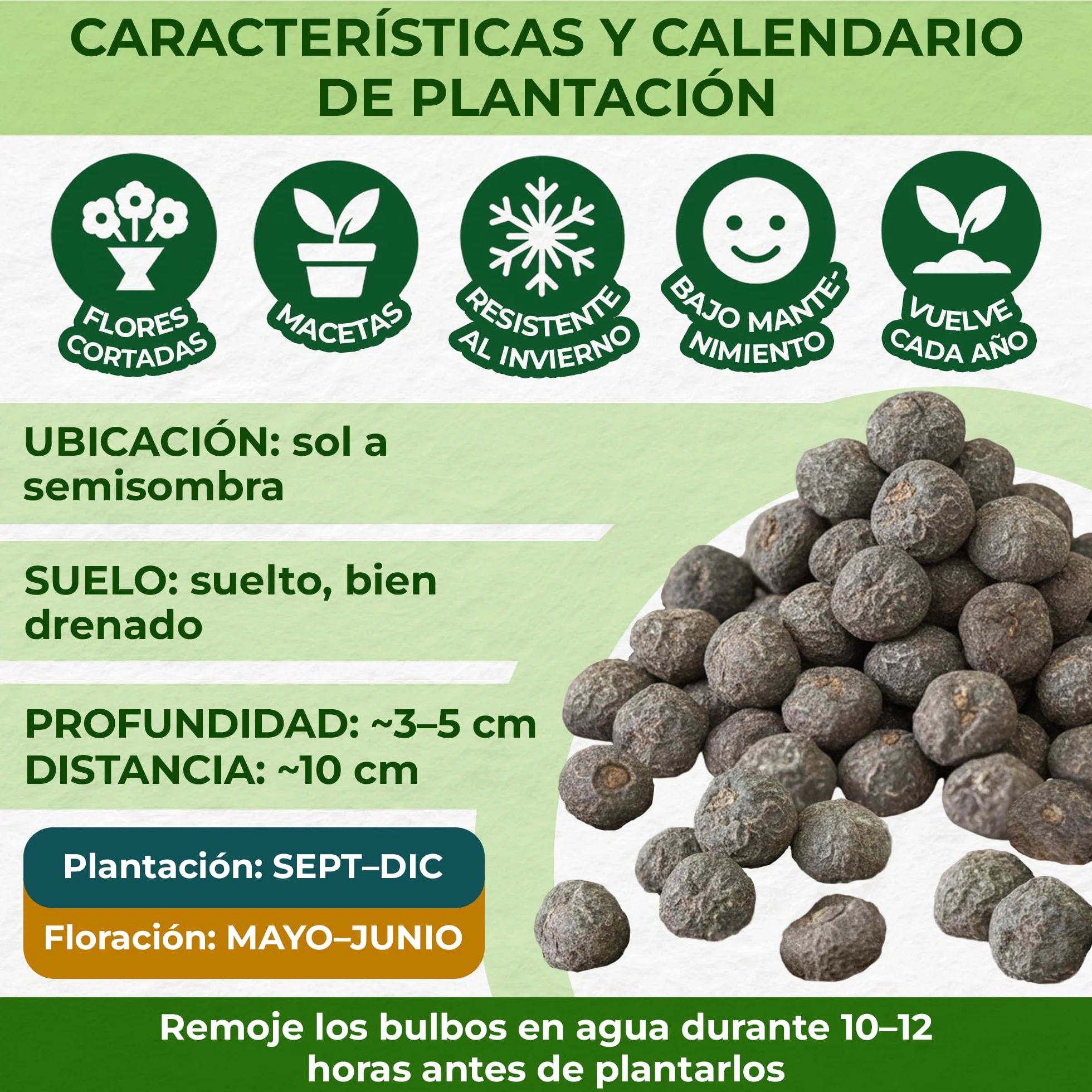 Bulbos de Anémona de Caen 50 Piezas - Flores Perennes Resistentes al Invierno para Macetas y Jardines