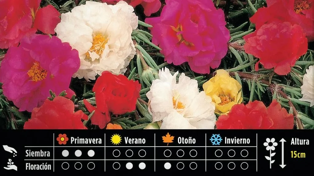 BATLLE Semillas de Verdolaga Doble Variada 0,7 g Portulaca Multicolor