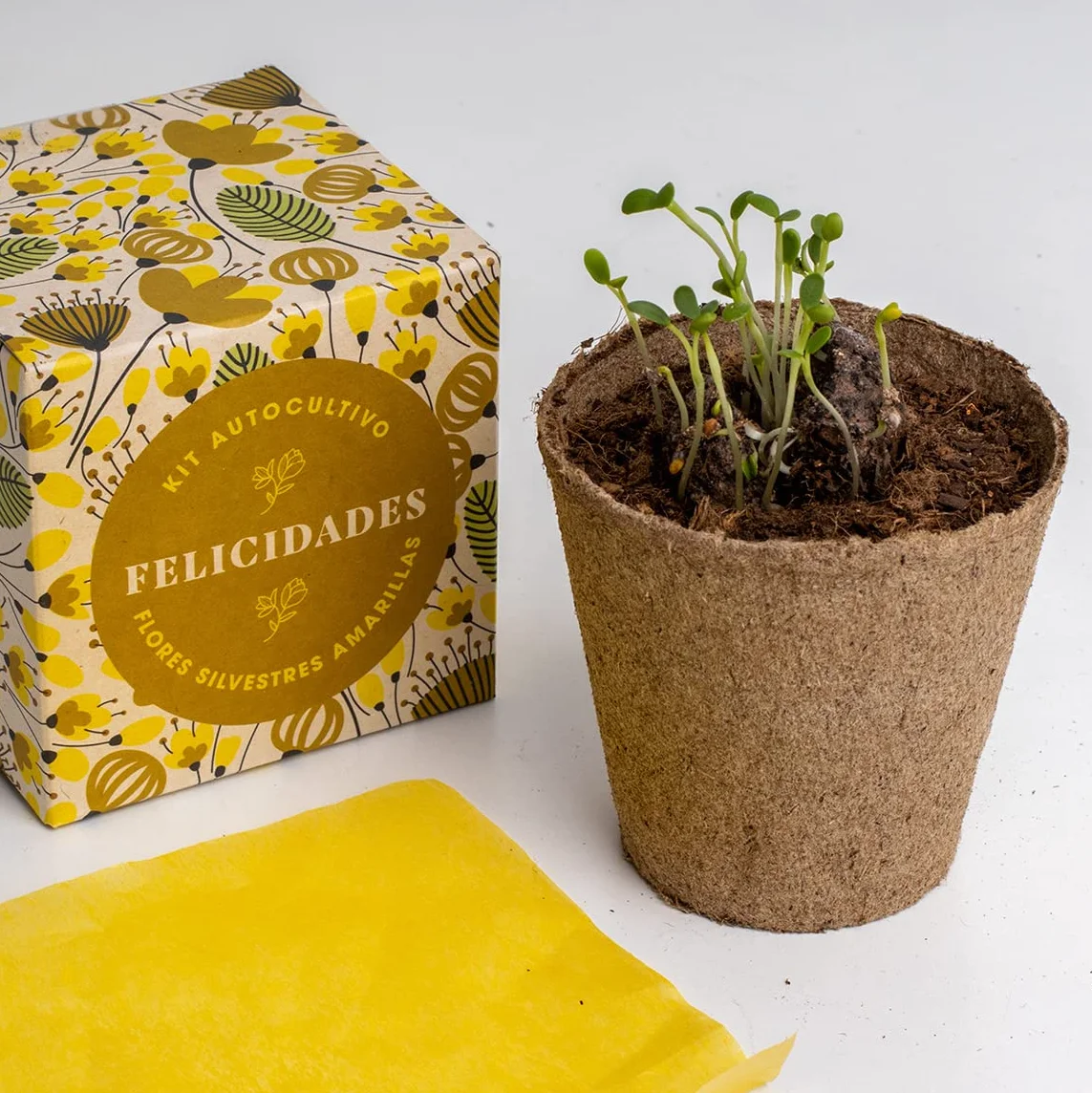 Kit Autocultivo Alhelí dorado, hipérico y vulneraria