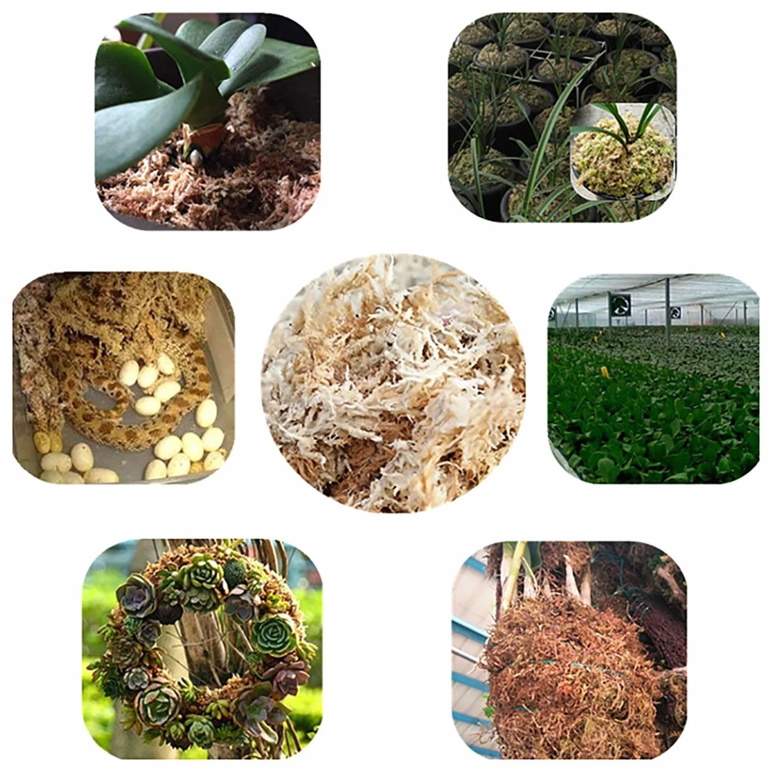 Musgo Sphagnum Natural 12L, Fertilizante Orgánico para Orquídeas, Enraizamiento Plantas y Esquejes