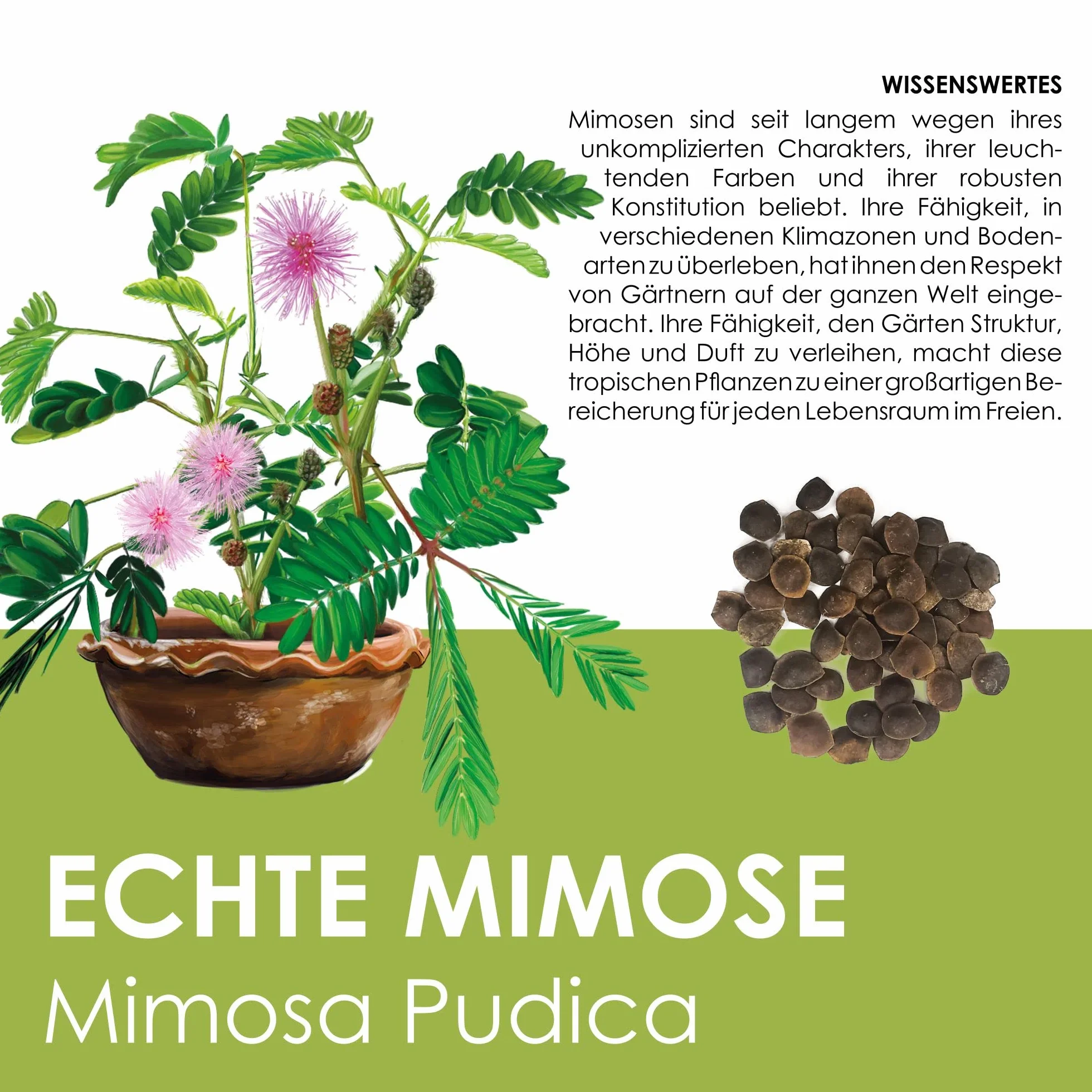 GROW2GO Mimosa Pudica Starter Kit de cultivo - Mini Invernadero, semillas y juego de plantación