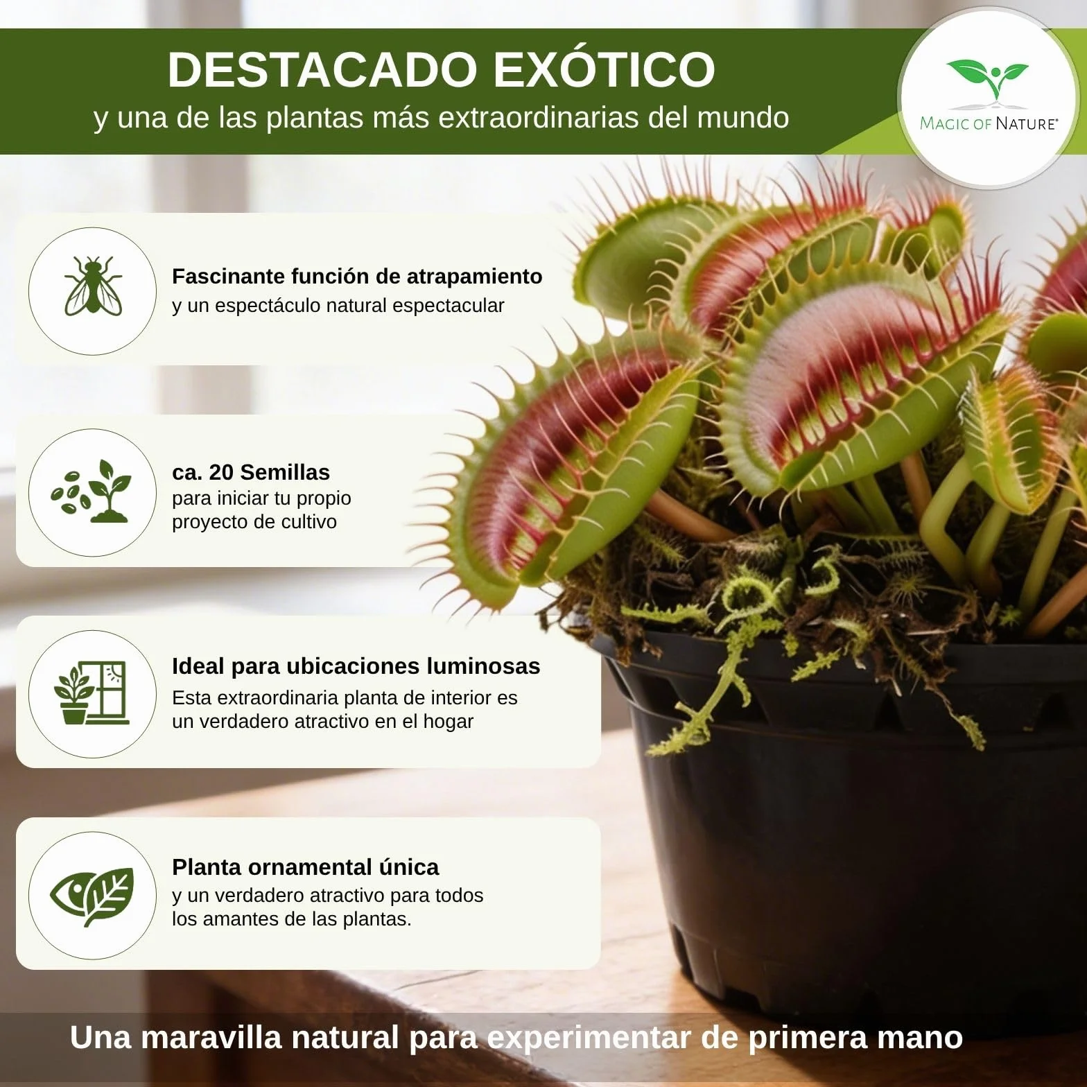 Venus Atrapamoscas Dionaea Muscipula Semillas 20 uds Planta Carnívora Interior