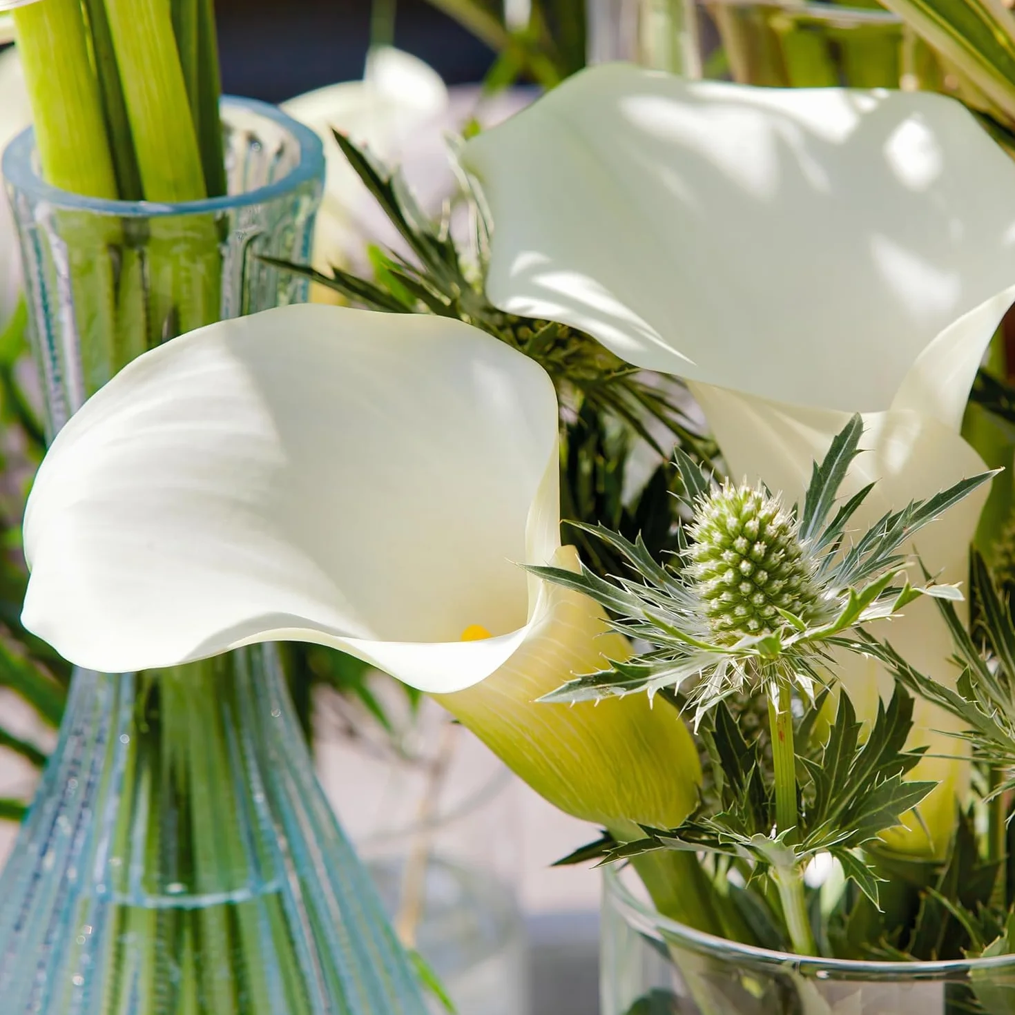 Zantedeschia Calla Lily Bulbos 5 piezas grandes de Holanda