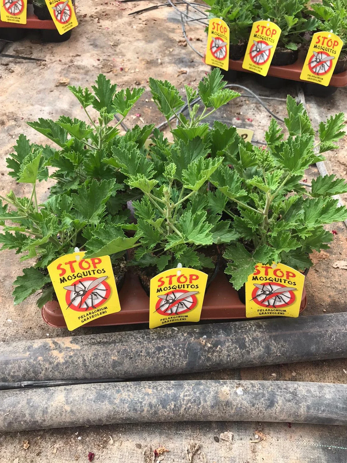 Citronela Pack 6 Plantas - Planta Aromática Natural - Maceta 13 cm
