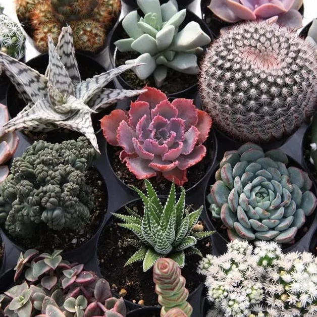 DECOALIVE Pack de 5 Plantas Crasas Naturales Cactus y Suculentas