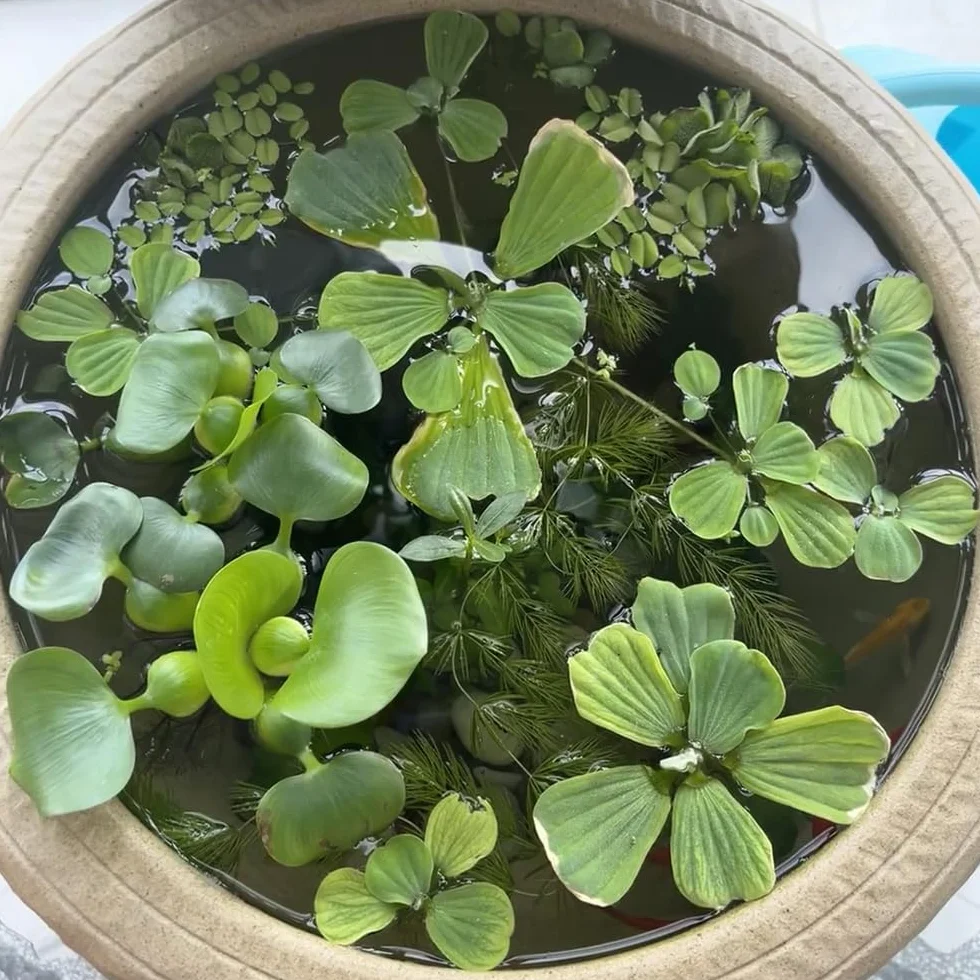 Semillas de Lenteja de Agua Verdes Variedades Antiguas 350pcs Acuáticas Acuario Exótico Jardín