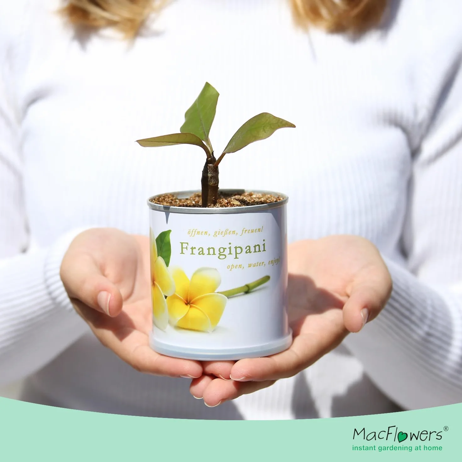 Flores en Caja de Lata Frangipani – Plumier de Macflowers