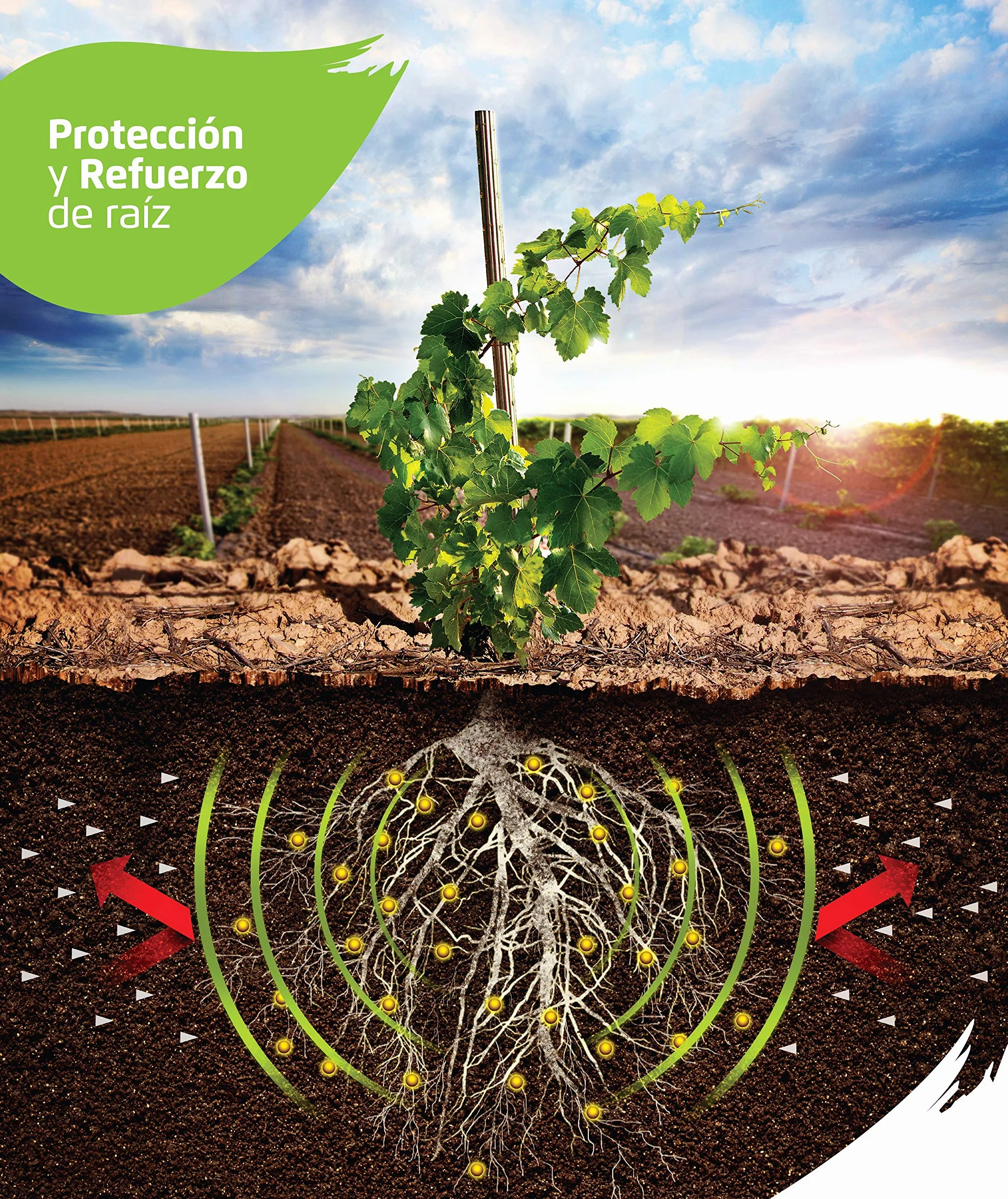 Micorrizas y trichodermas en Pastillas 300 Pastillas Enraizante para plantaciones de leñosos