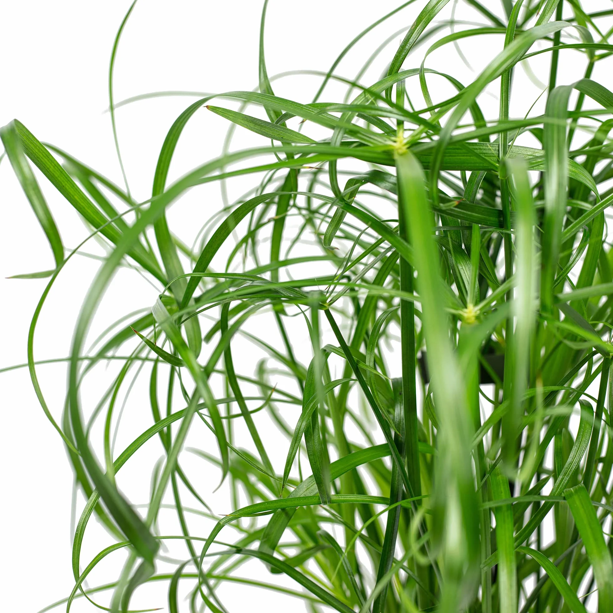 Cyperus alternifolius Planta de interior 60 cm maceta 14 cm