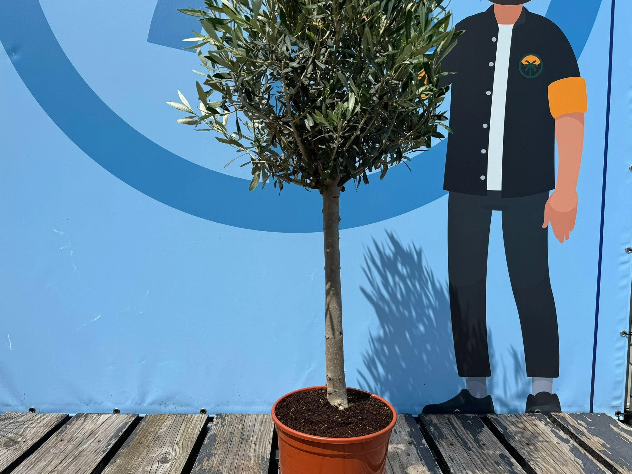 Olea Europea Olivo Lechín 100cm Roślina Odporna na Mróz i Suszę