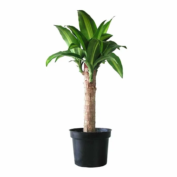 Palo de agua de Brasil Árbol de la Suerte Natural Armonía Hogar
