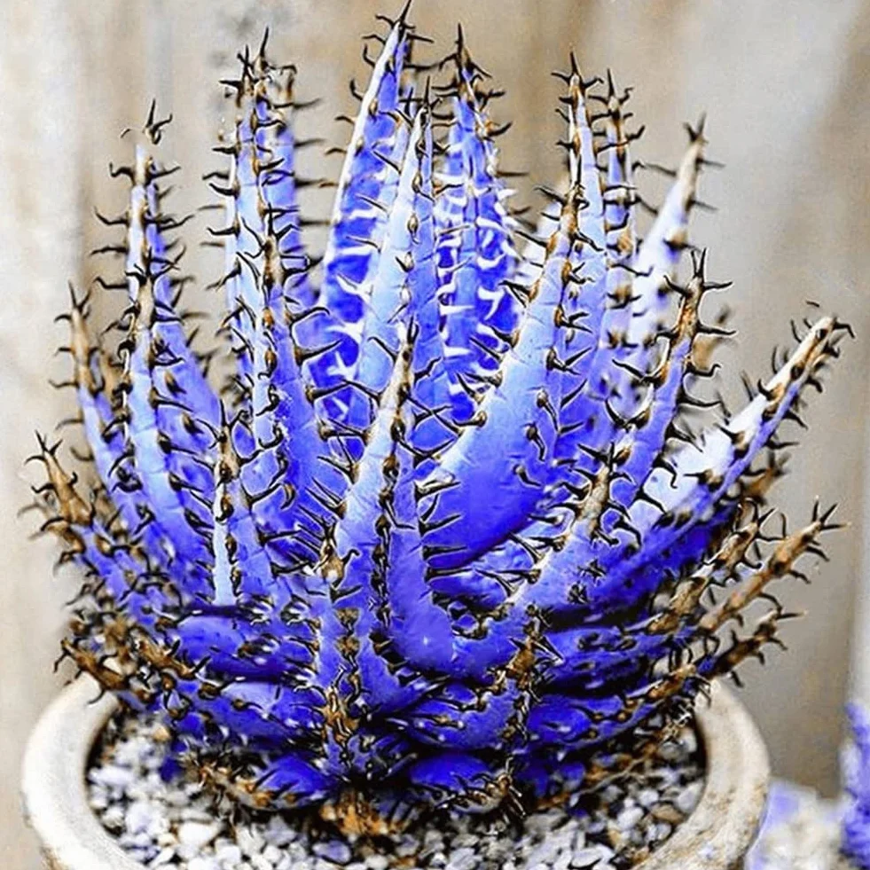 Aloe Vera semillas rosa roja 100 piezas suculentas hierbas Bonsai plantas jardín decoración