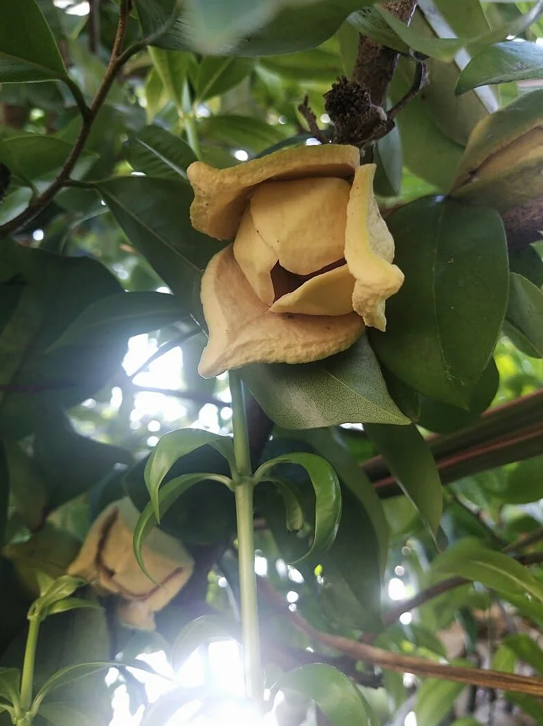 Nasiona Guanábany (Annona muricata) 10 szt.