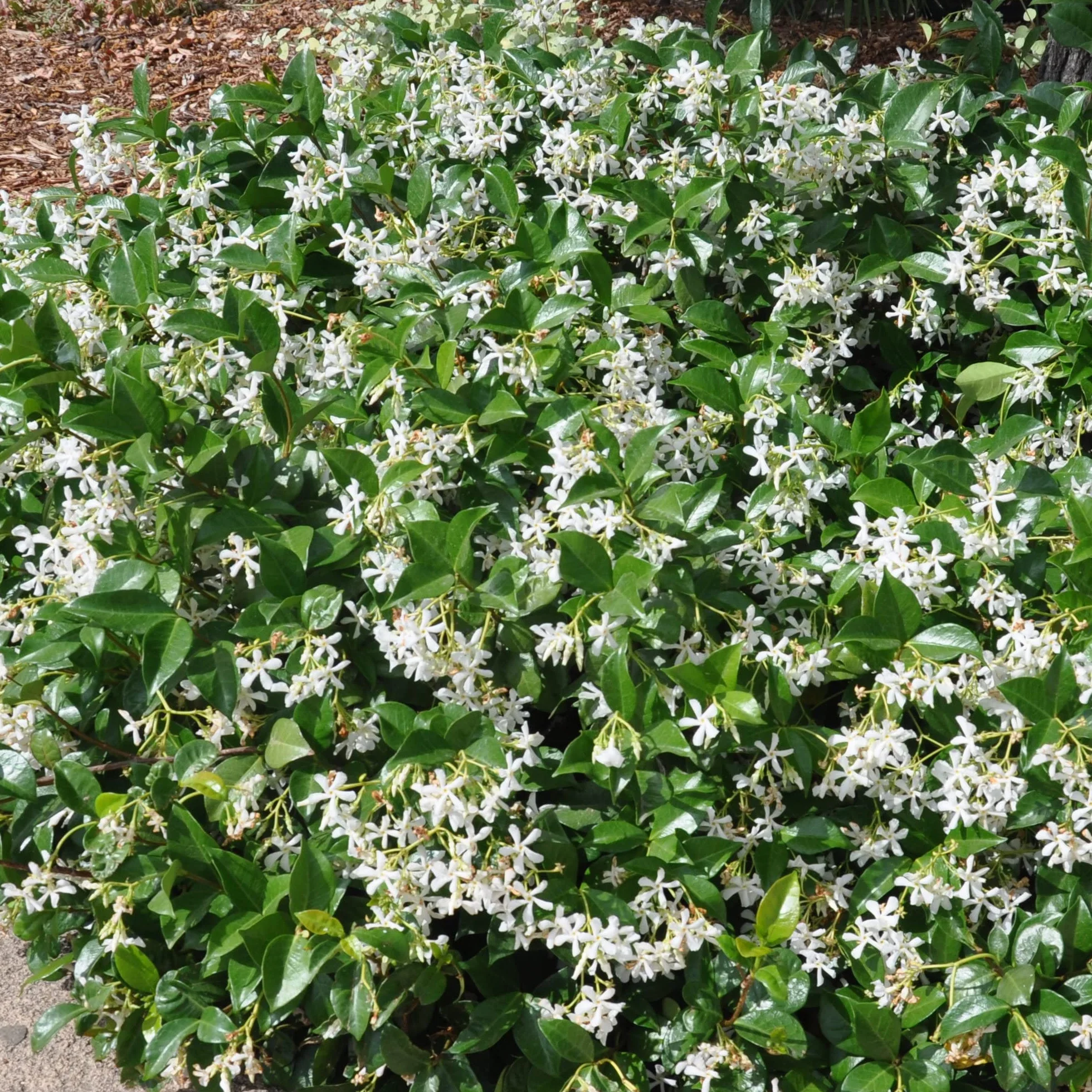 Trachelospermum Jasminoides Planta Trepadora Exterior Jazmín Estrella 9cm