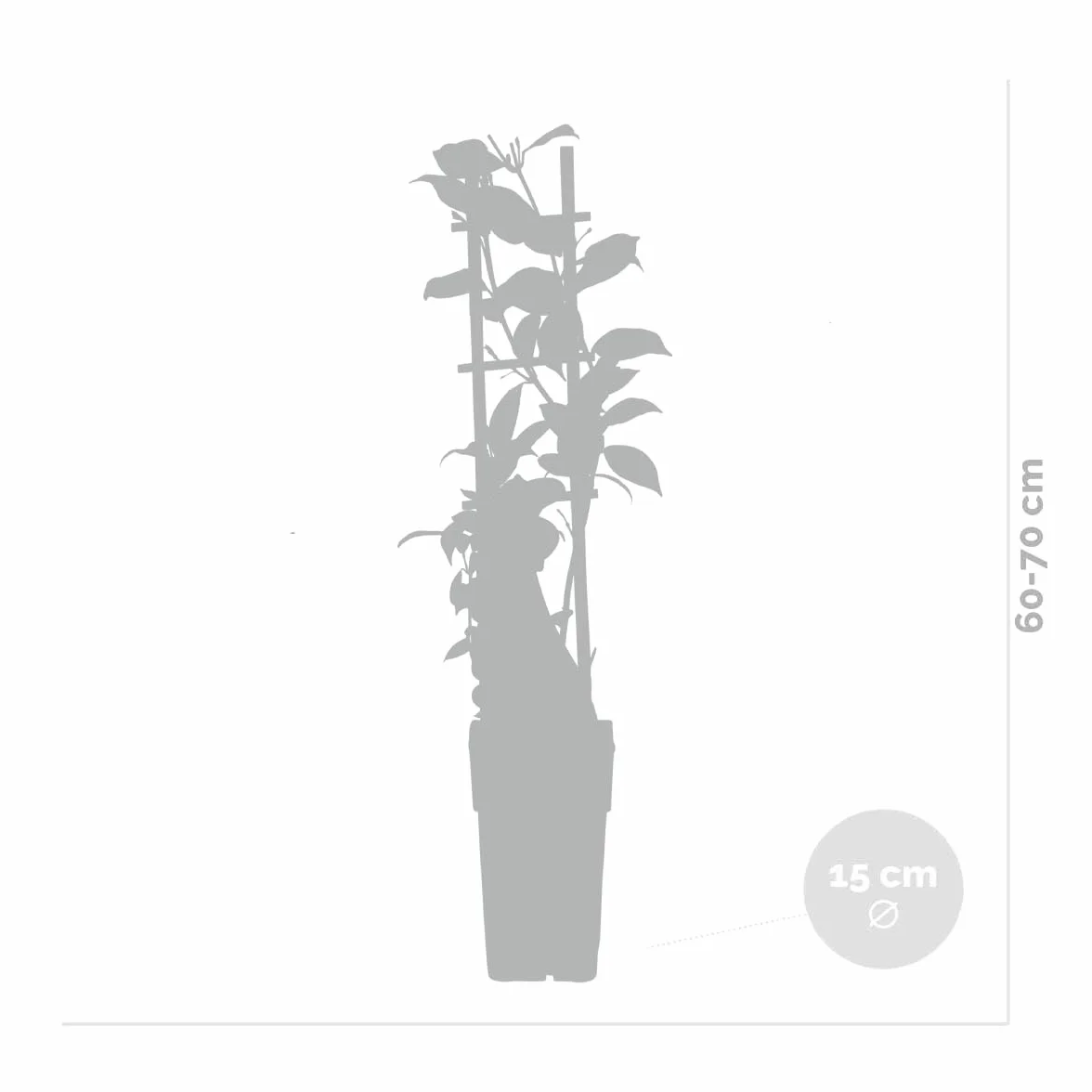 Trachelospermum jasminoides Jazmín toscano Amarillo Trepadora Resistente al frío Perenne Altura 50-70 cm Maceta 15 cm