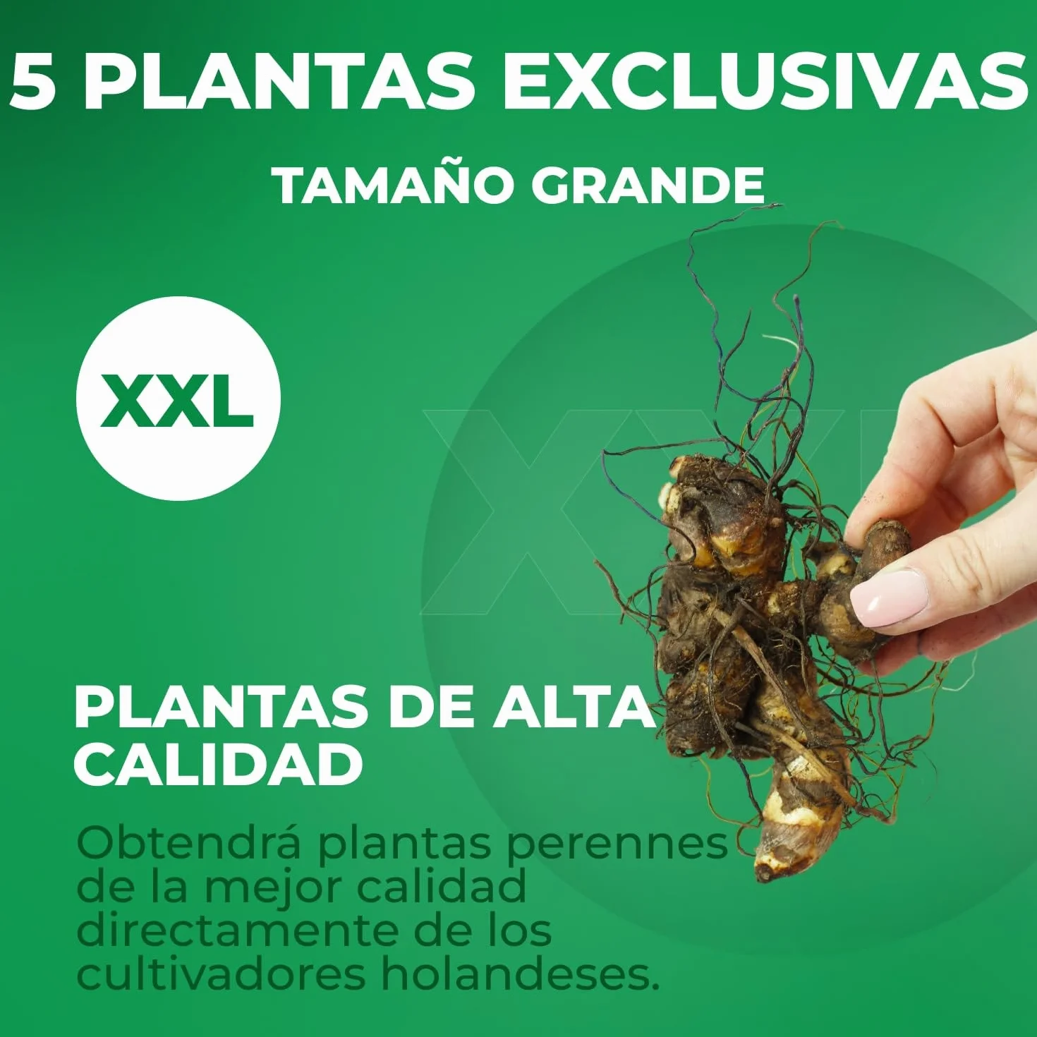 Riesen Canna Mezcla - 5 Plantas Naturales Exterior de Holanda - Plantas Resistentes para Jardin, Macetas y Balcón