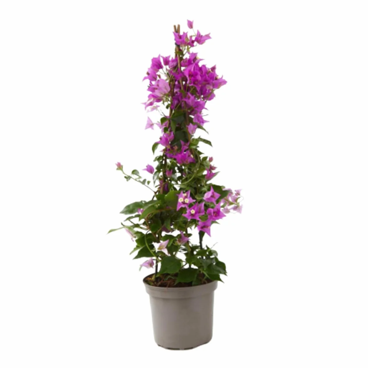 Buganvilla 3 tallos Flor de Papel Planta natural exterior maceta tutores trepadora Maceta 3 Litros