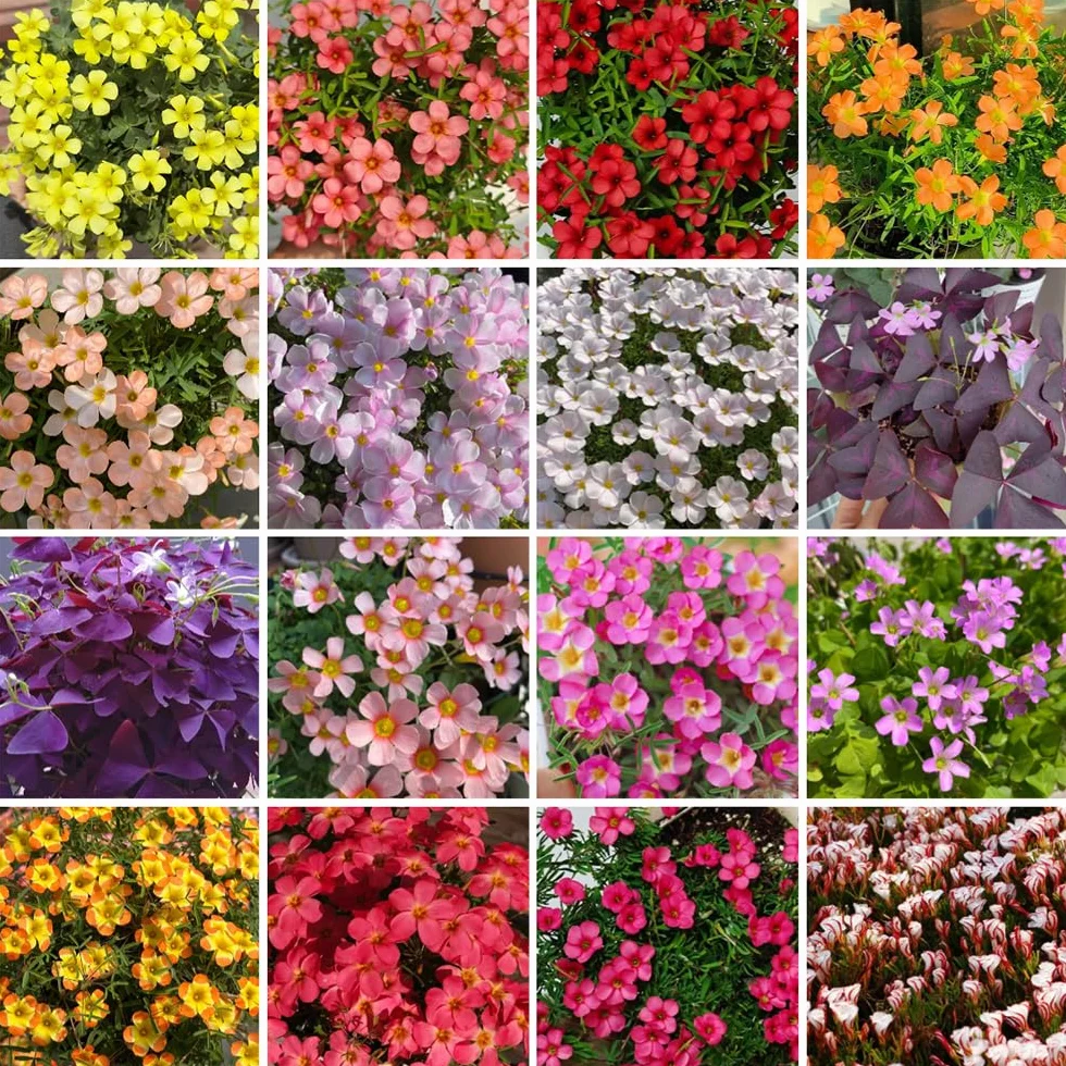 Oxalis Bulbs Perennes Resistentes Decoración Jardín 12pcs